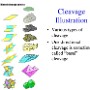 cleavage_illustration_chart.jpg